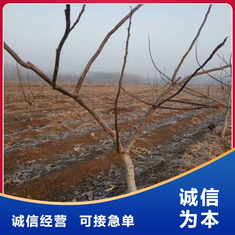 核桃苗甜柿子树苗一站式供应厂家