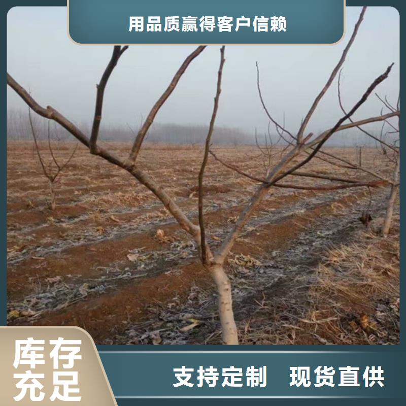 核桃苗_果树苗大量现货