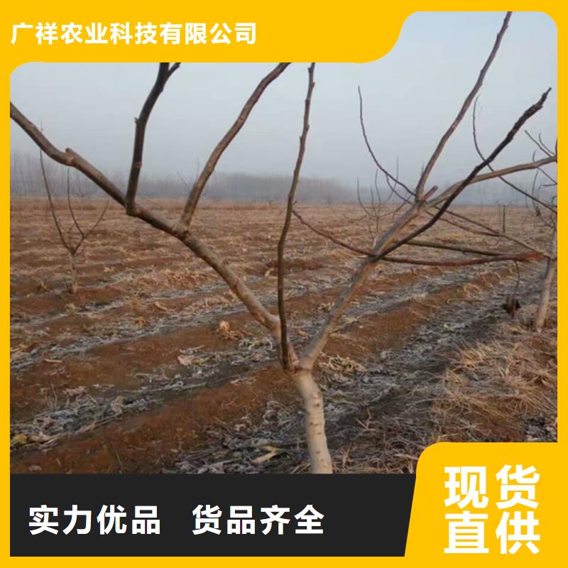 核桃苗-果树苗批发基地实拍品质保障