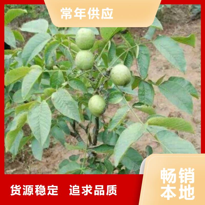 核桃苗桃树苗基地厂家十分靠谱