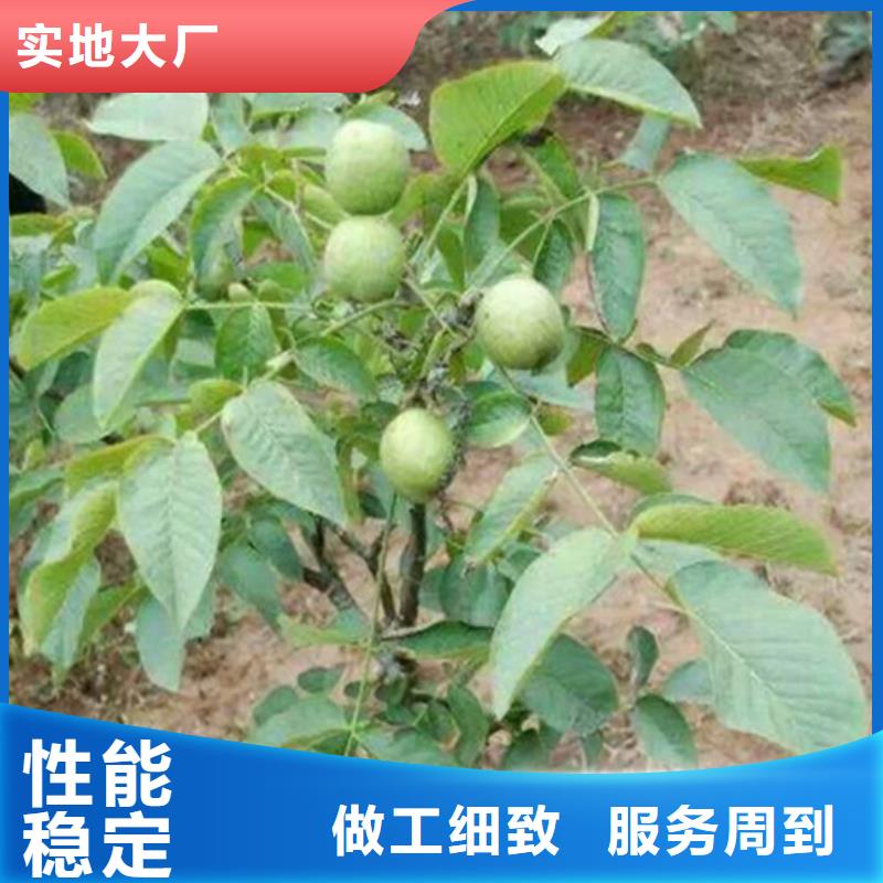 核桃苗_果树苗大量现货
