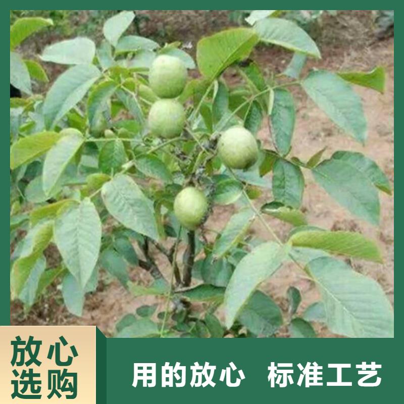 核桃苗红富士苹果树苗生产安装