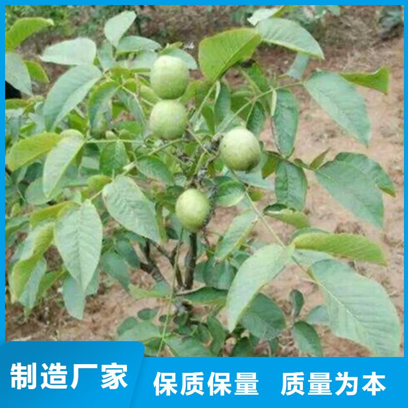 核桃苗果树苗有口皆碑