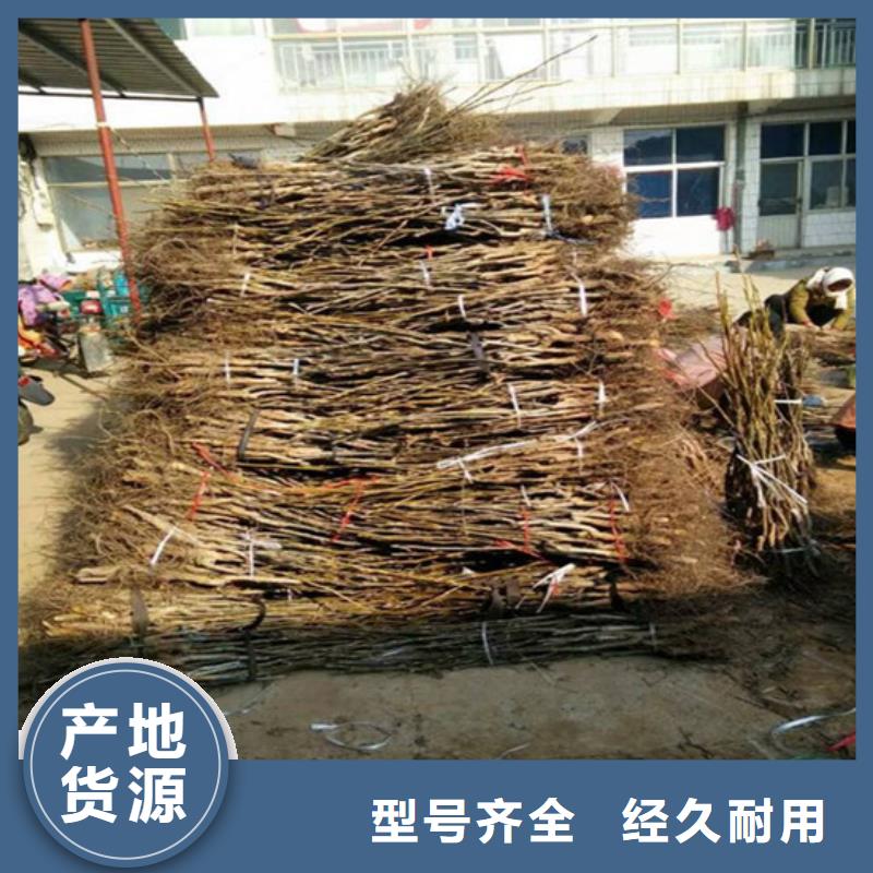 【核桃苗】板栗苗款式新颖