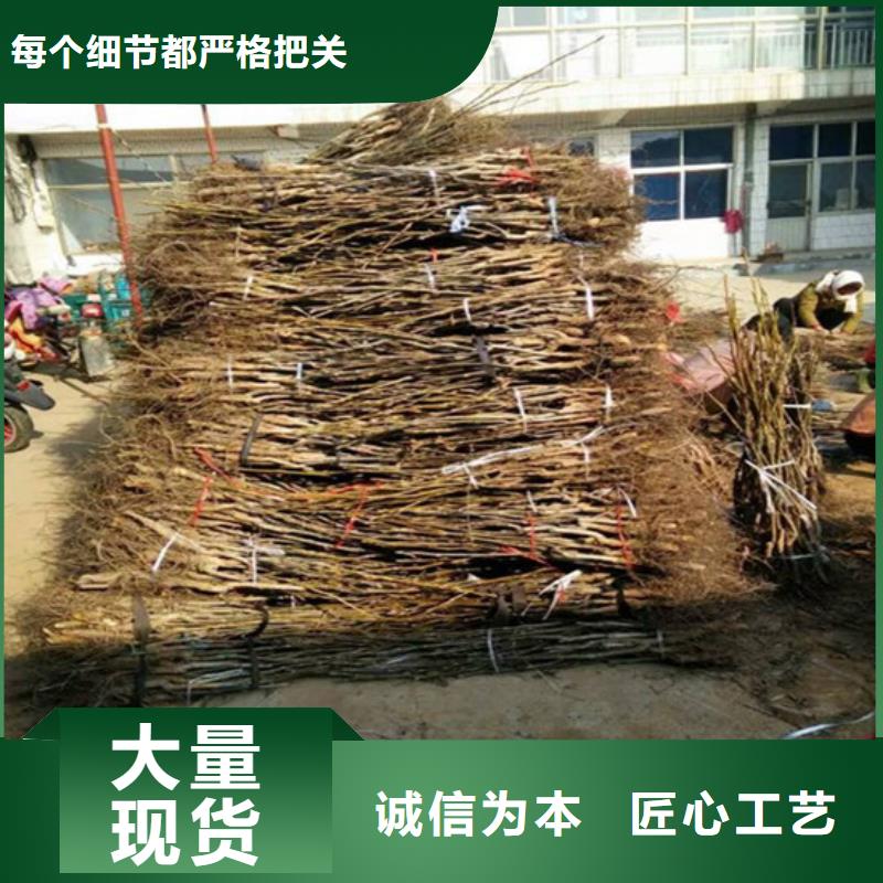 清香核桃苗哪里纯正