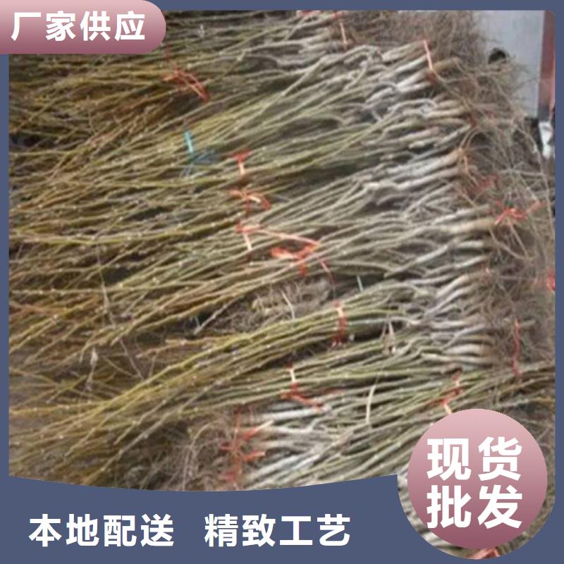 核桃苗_【白桃树苗】现货直发