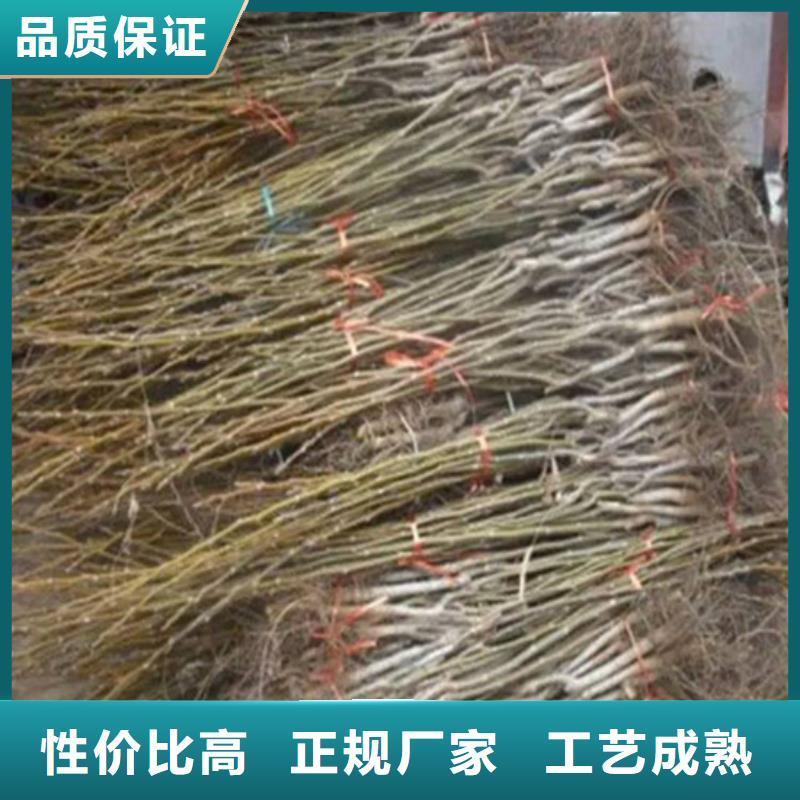 核桃苗_大棚草莓苗交货准时