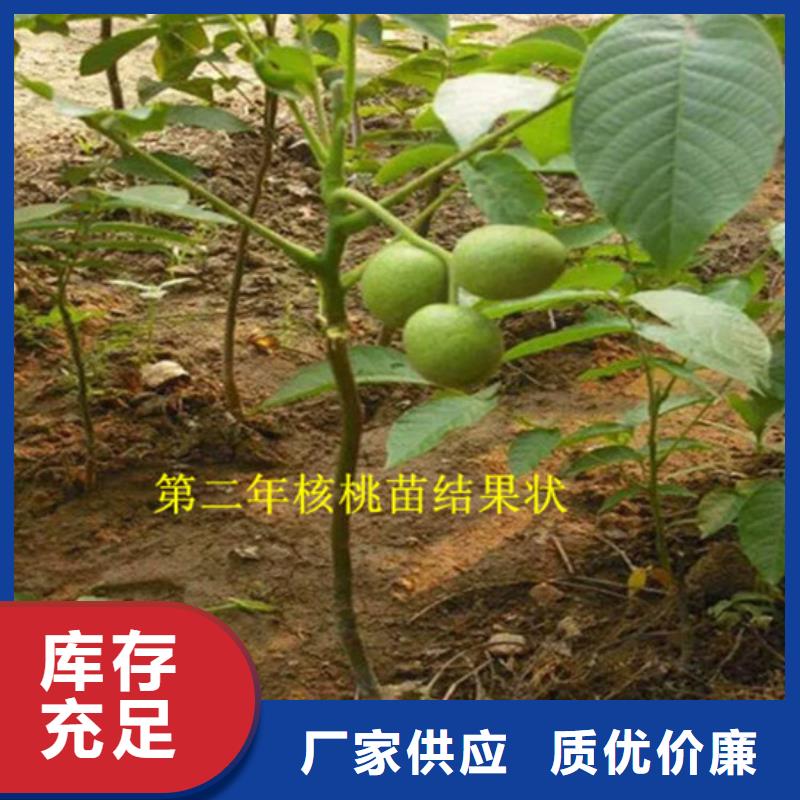 核桃苗甜柿子树苗放心选购