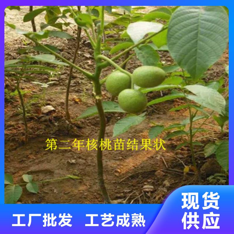 【核桃苗】大棚草莓苗拥有核心技术优势
