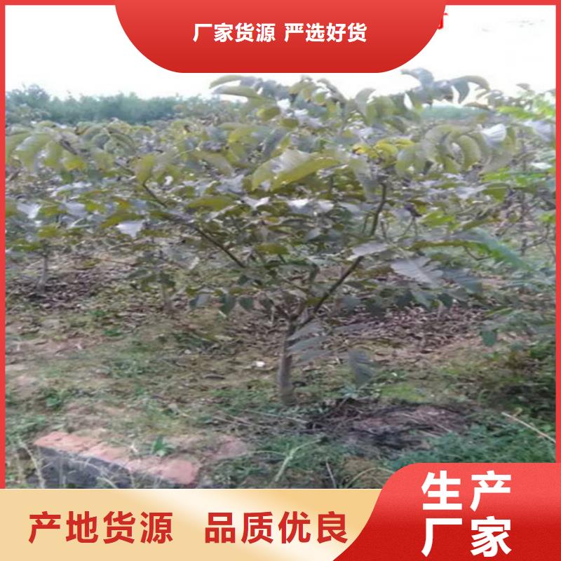 核桃苗【红蜜桃树苗】价格低