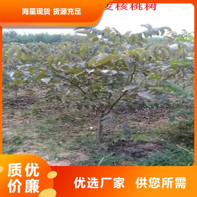 【核桃苗】板栗苗款式新颖