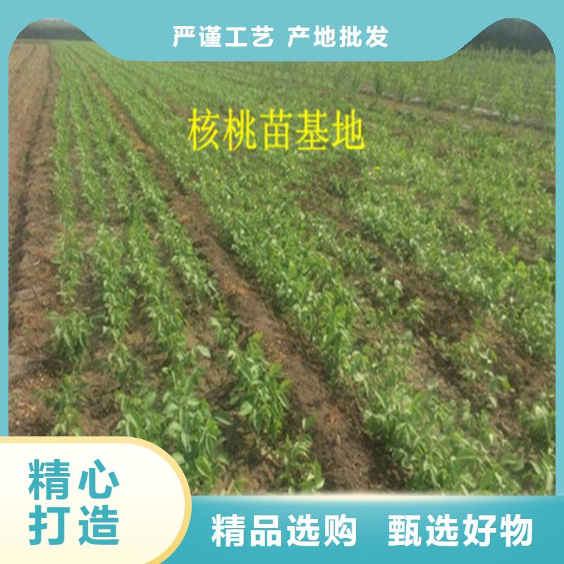 核桃苗樱桃苗客户满意度高