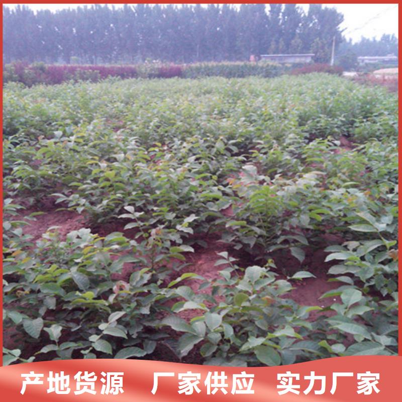 核桃苗-苹果苗基地现货充足
