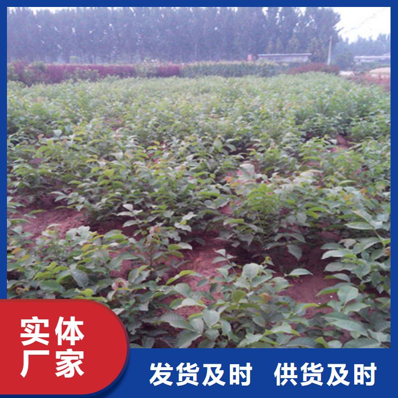 核桃苗徐香猕猴桃树苗现货批发