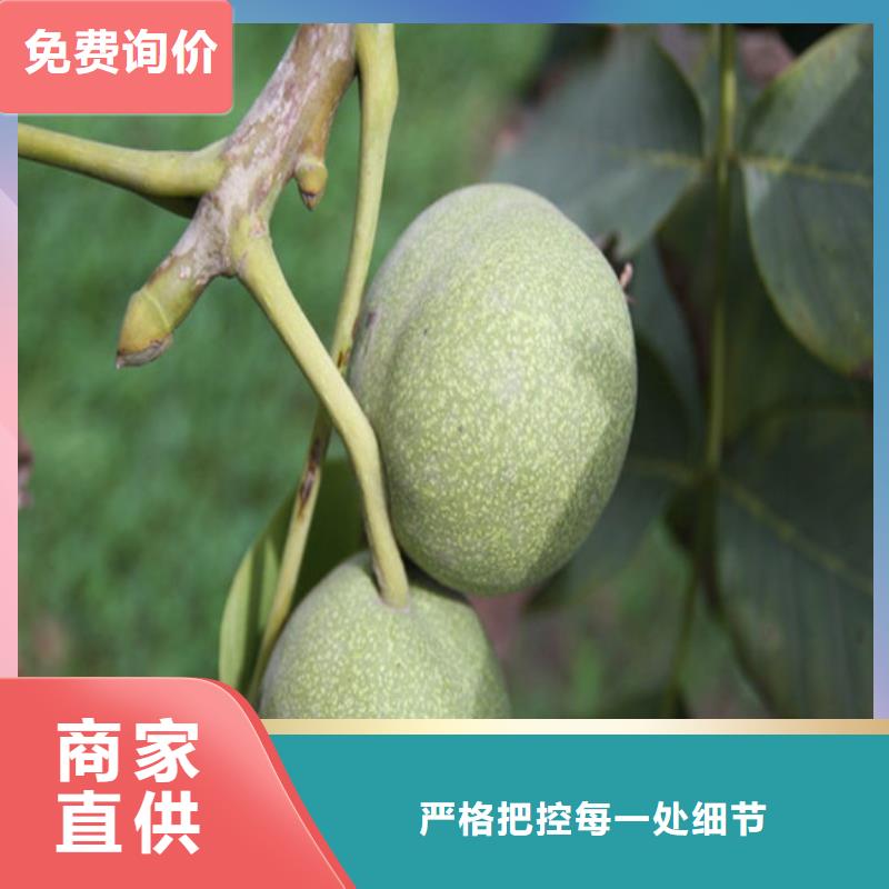 山核桃树苗种植条件