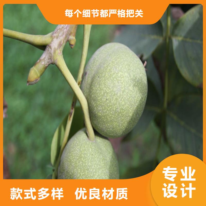 原生核桃树苗种植条件