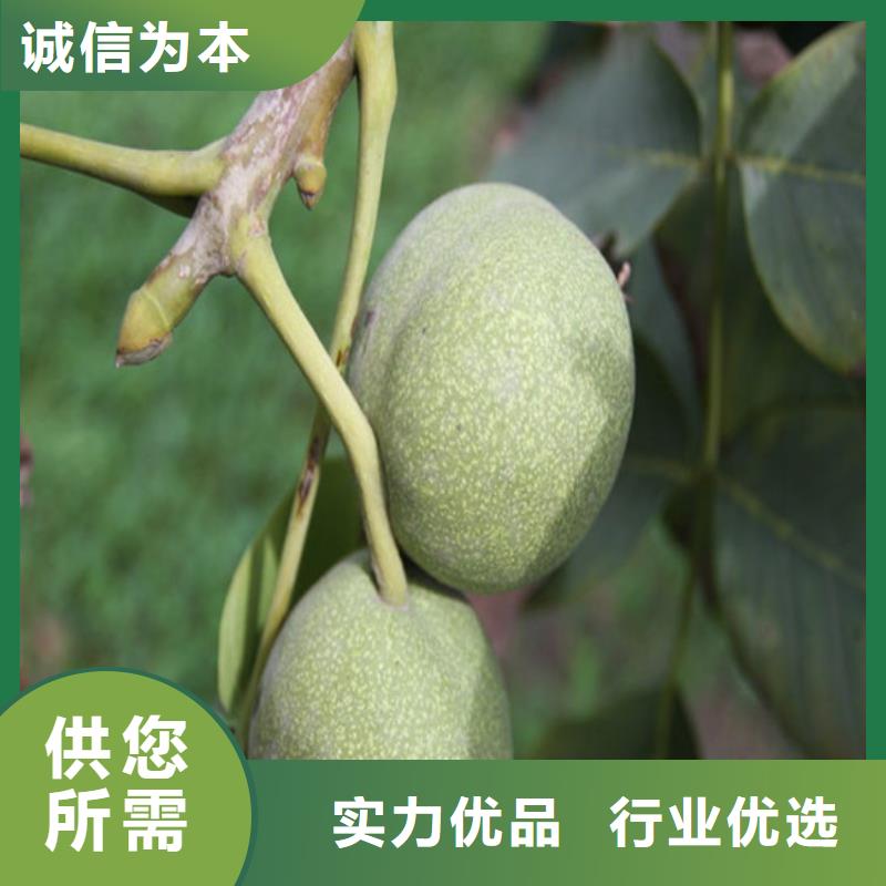 核桃苗,大棚草莓苗货真价实