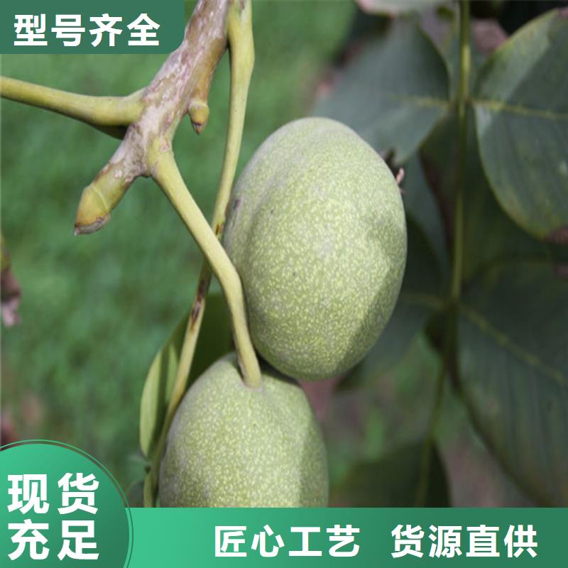 核桃苗苹果苗基地种类丰富