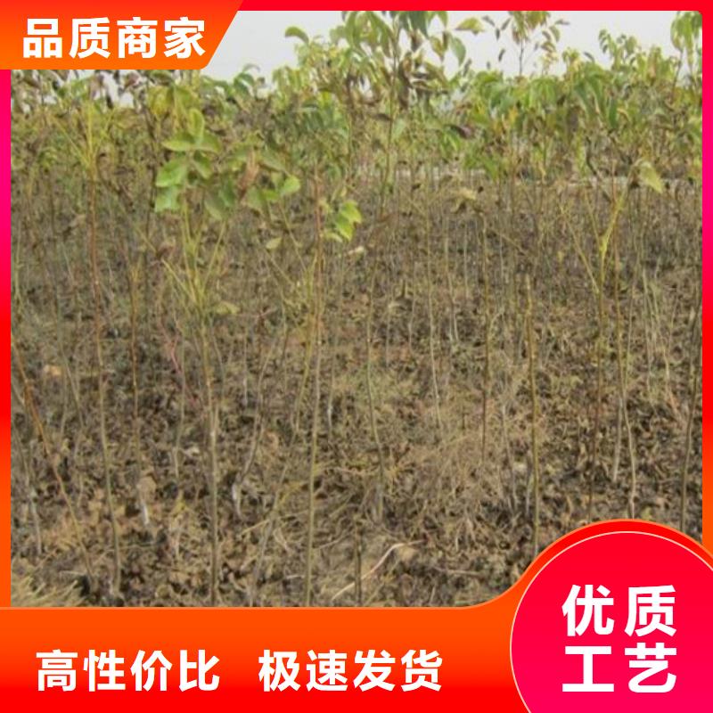 核桃苗樱桃苗客户满意度高