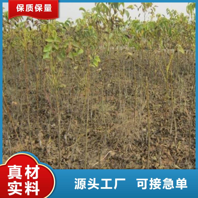 山核桃树苗种植条件