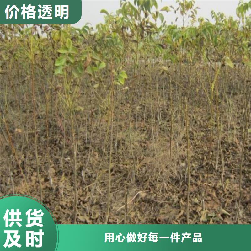 嫁接核桃苗价格多少