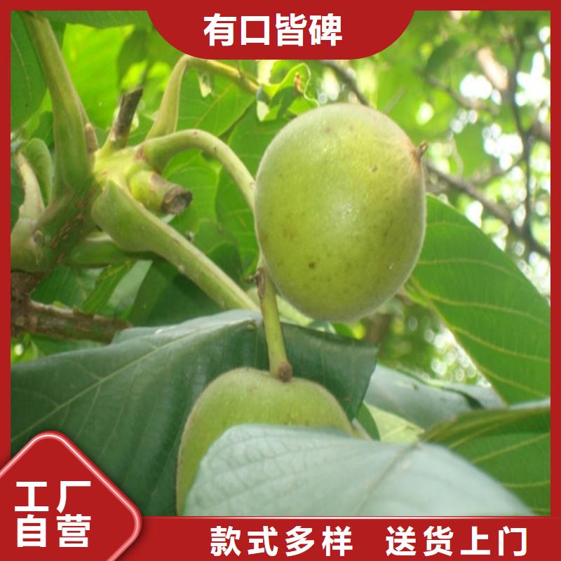 核桃苗-果树苗批发基地实拍品质保障