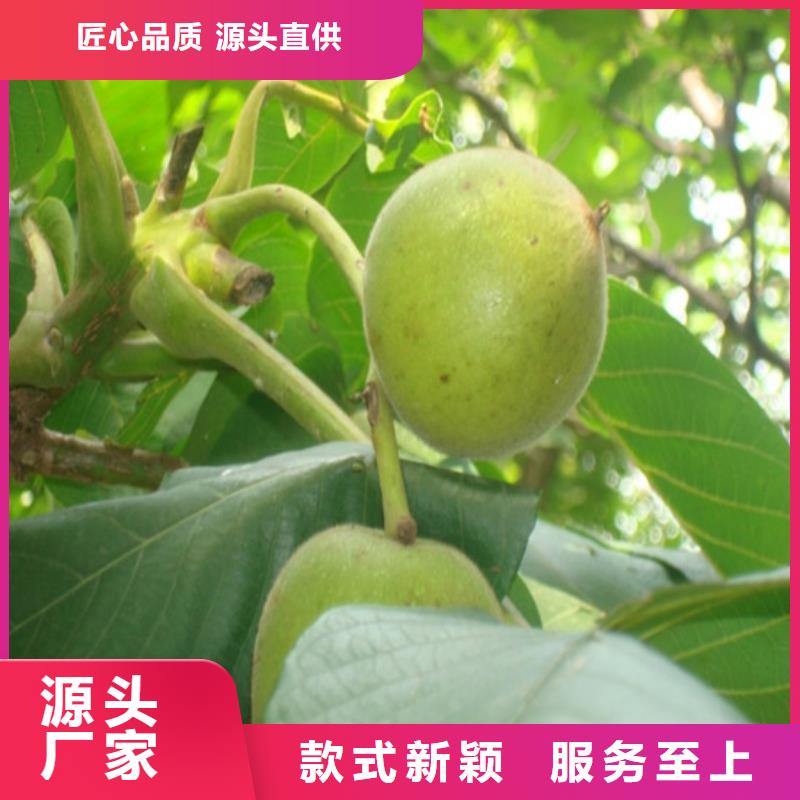 核桃苗樱桃苗基地多年经验值得信赖