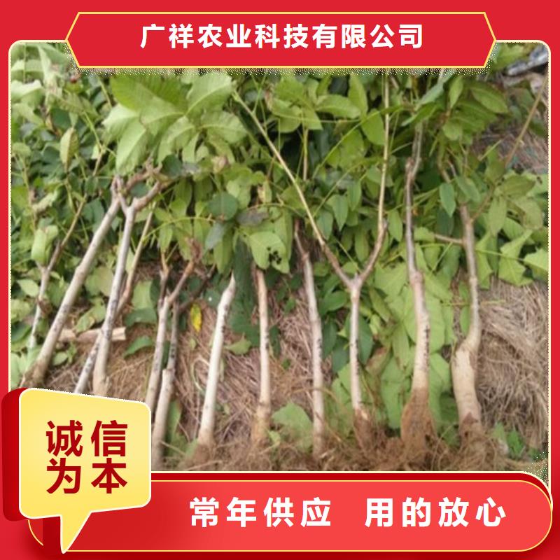 核桃苗_大棚草莓苗型号全价格低