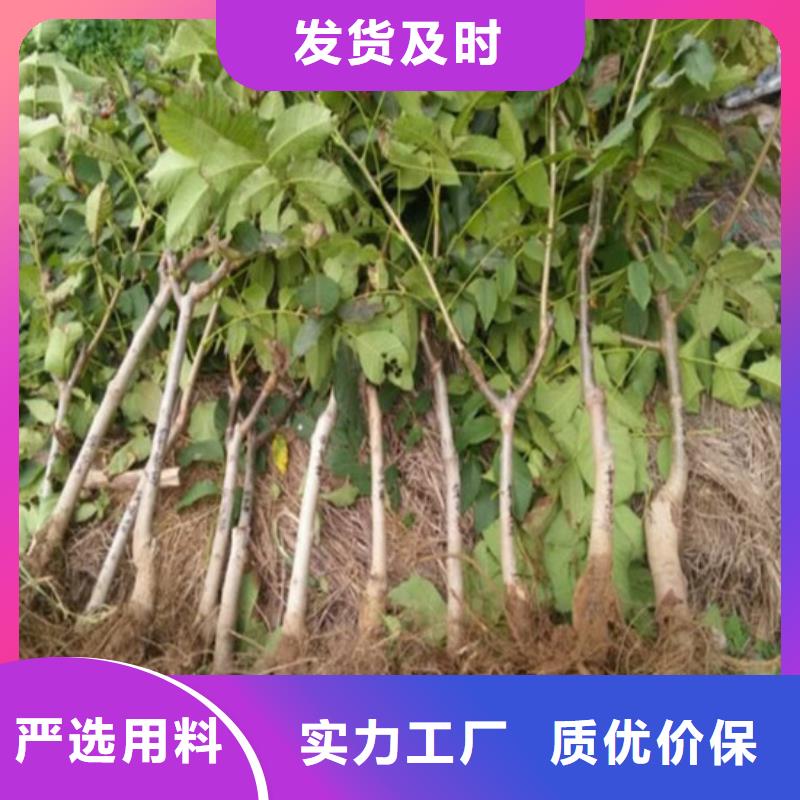 核桃苗梨树苗基地拥有多家成功案例
