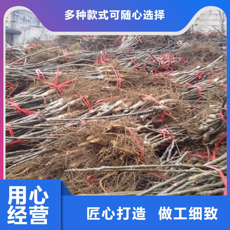 核桃苗樱桃苗基地多年经验值得信赖