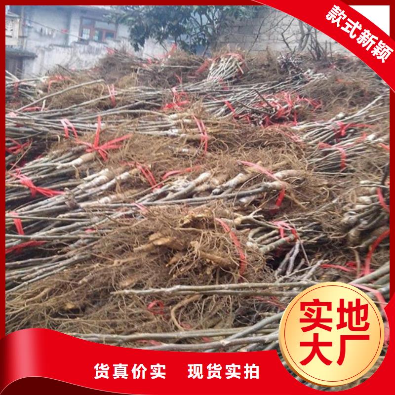 8518核桃苗批发