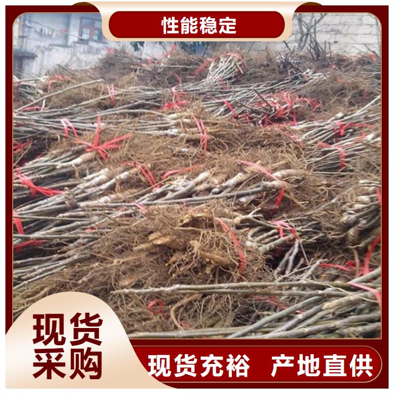 核桃苗黄金苹果树苗性能稳定