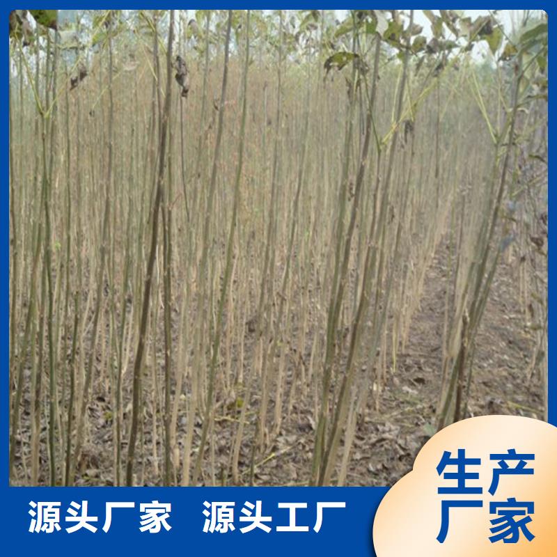 核桃苗蜂糖李子树苗工厂直供