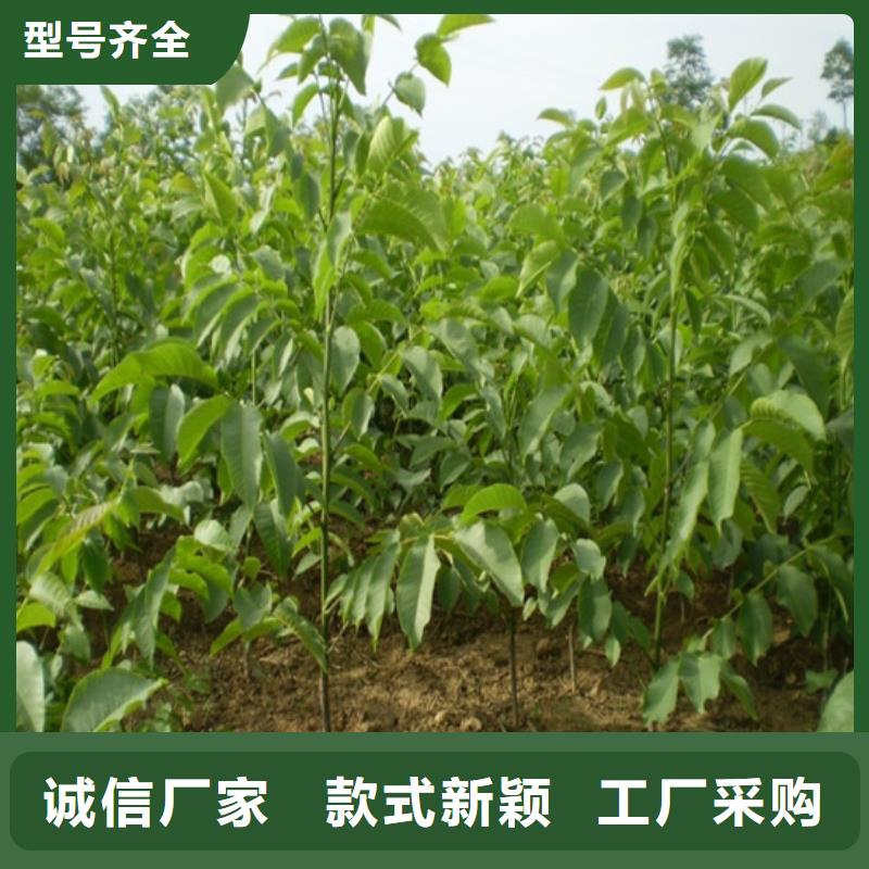 核桃苗樱桃苗基地现货充裕