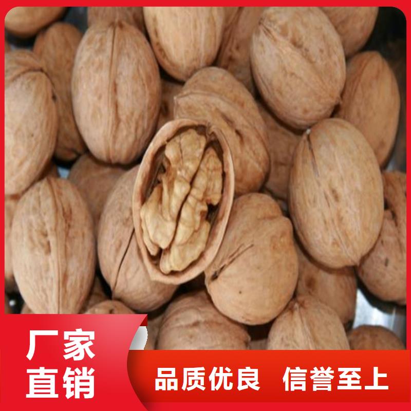 核桃苗-大棚草莓苗质量优价格低