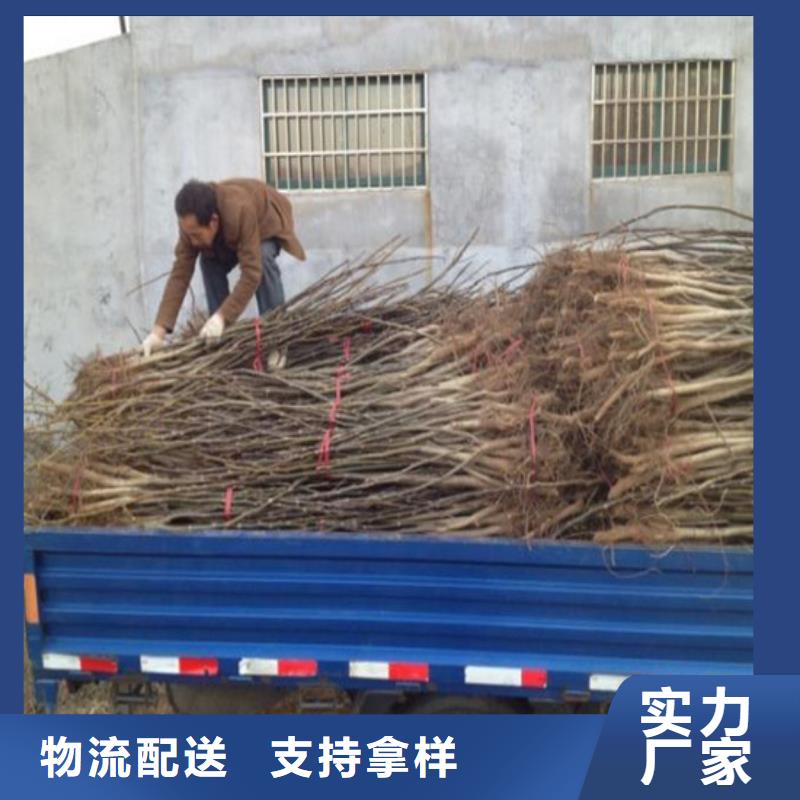 核桃苗桃树苗生产厂家