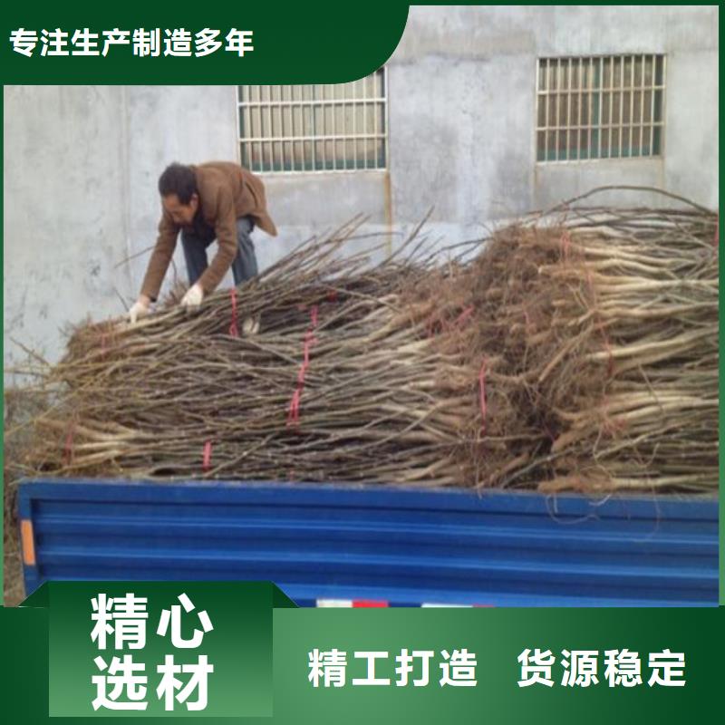 【核桃苗】,油桃树苗一站式厂家