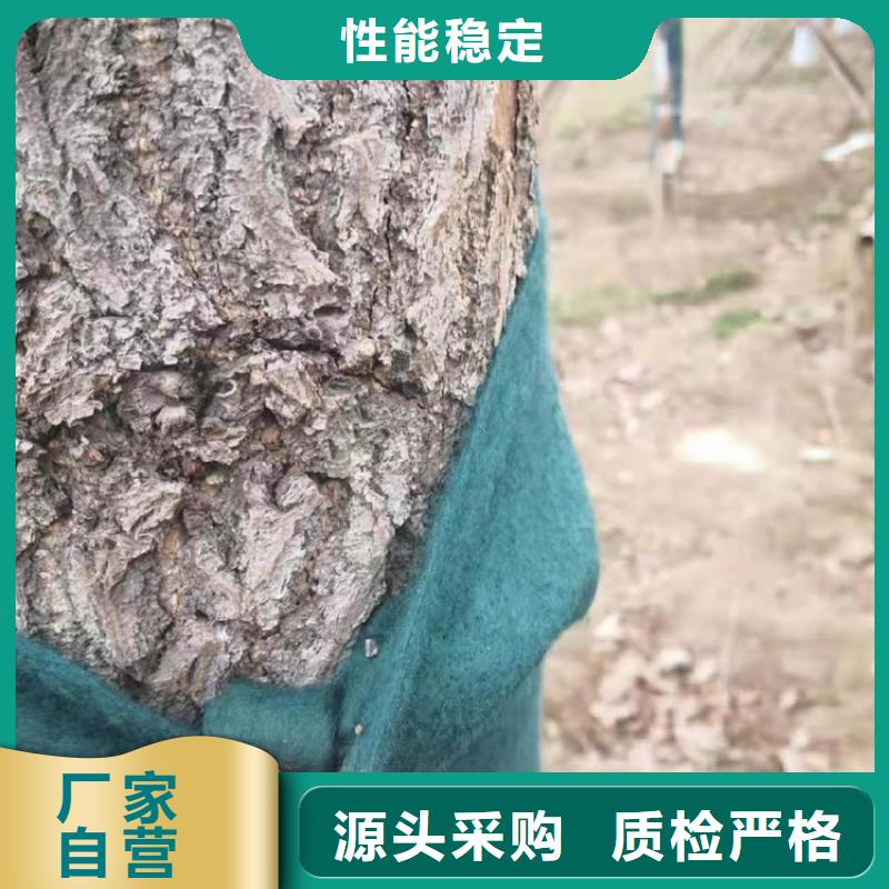 裹树带大树裹树布