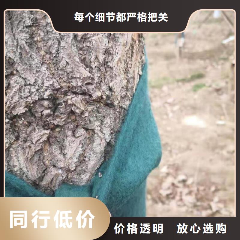 裹树布防裂贴为您提供一站式采购服务