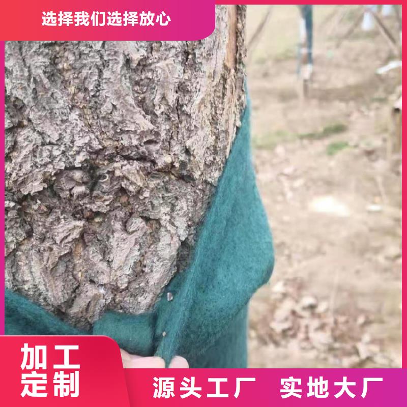 保温保湿棉大树防寒布