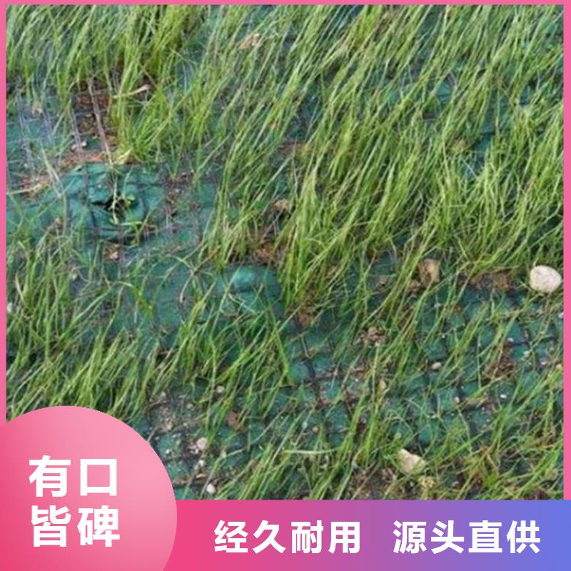 生态环保草毯-椰纤植生毯