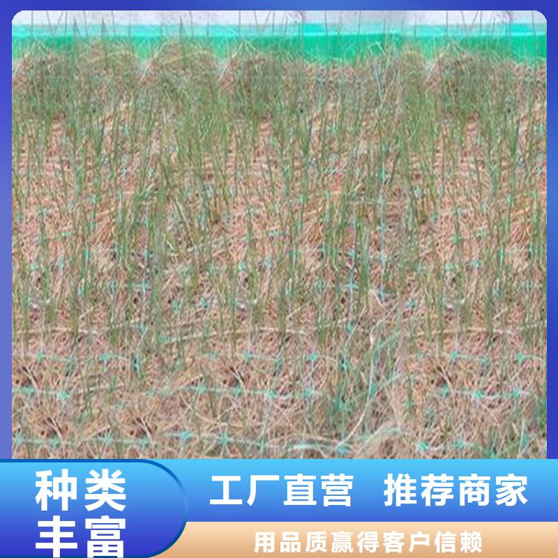 椰纤植生毯-植物生态防护毯-绿化植被垫