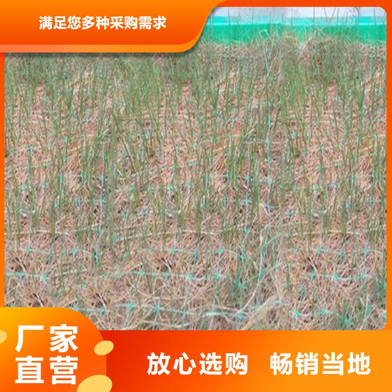 植生椰丝毯-公路植生毯-纤维草毯