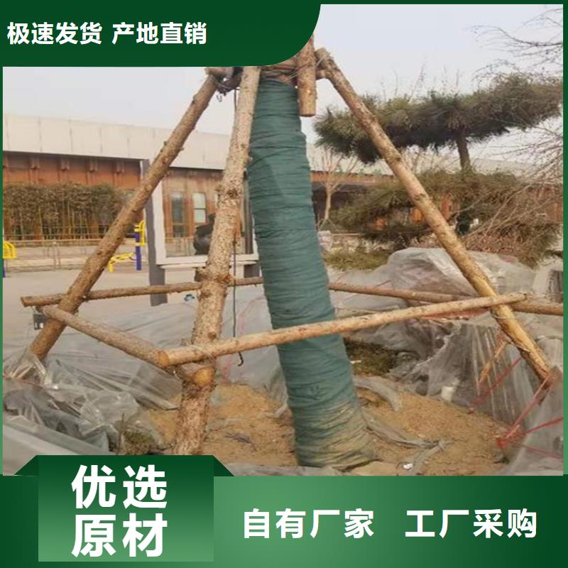 裹树布,【土工膜】品质服务