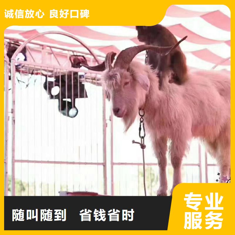 活体企鹅出租暖场气氛
