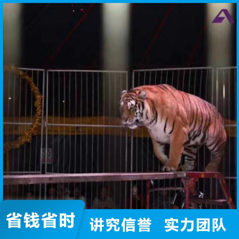 企鹅出租活跃气氛
