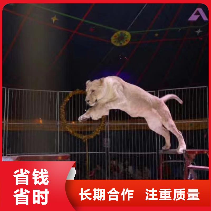 哪有出租鳄鱼表演的创意方案