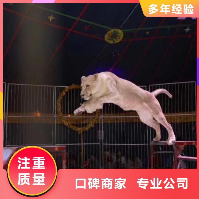 企鹅出租暖场方案