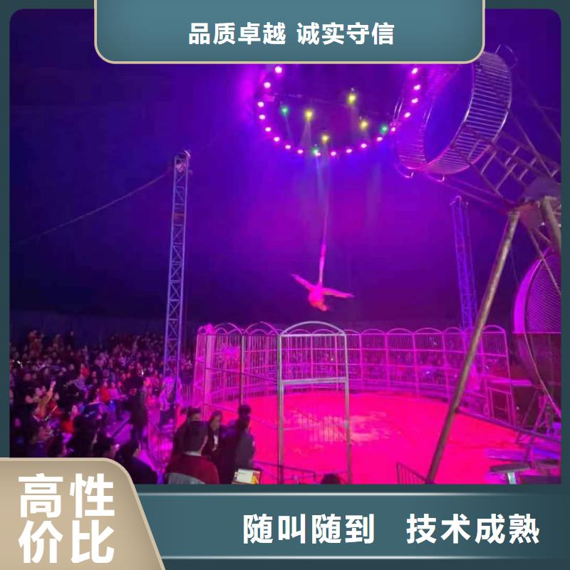 活体企鹅出租暖场气氛