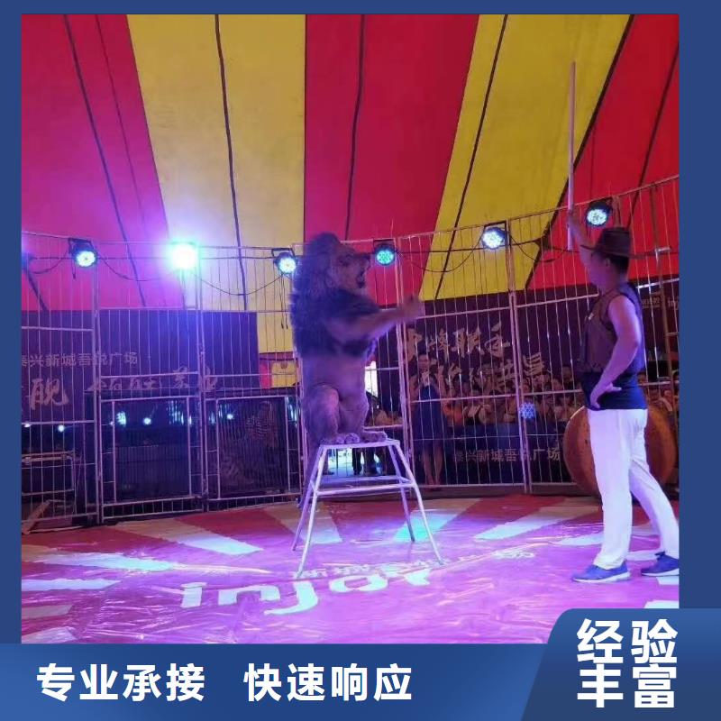 哪有出租鳄鱼表演的创意方案